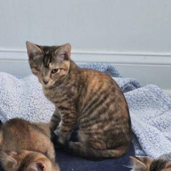 Patch -  Torbie and Domestic Short Hair Cat for Adoption in Knoxville, Tennessee - Patch | PetCurious