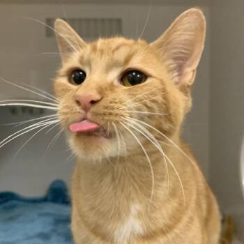 Dora -  Domestic Short Hair Cat for Adoption in Redwood City, California - Dora | PetCurious