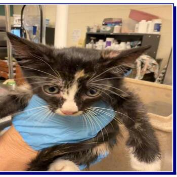 Mittens -  Domestic Short Hair Cat for Adoption in Grantsville, Utah - Mittens | PetCurious
