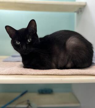 Rescue Domestic Short Hair Cats for Adoption in Holland, Michigan - Seka | PetCurious