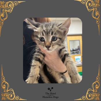 Fudge -  Domestic Short Hair Cat for Adoption in Cumberland, Rhode Island - Fudge | PetCurious