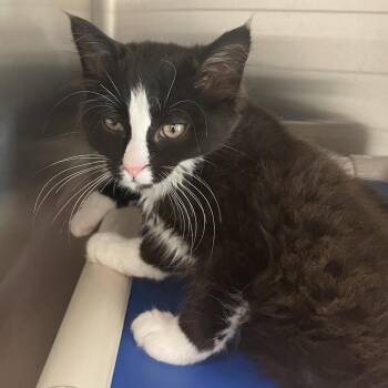 Sunny -  Domestic Short Hair Cat for Adoption in Enfield, New Hampshire - Sunny | PetCurious