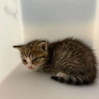 Finny -  Domestic Short Hair Cat for Adoption in Columbus, Georgia - Finny | PetCurious