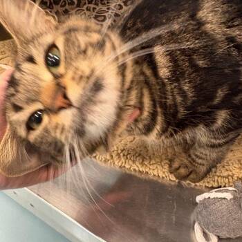 Seahorse -  Domestic Medium Hair Cat for Adoption in Brockton, Massachusetts - Seahorse | PetCurious