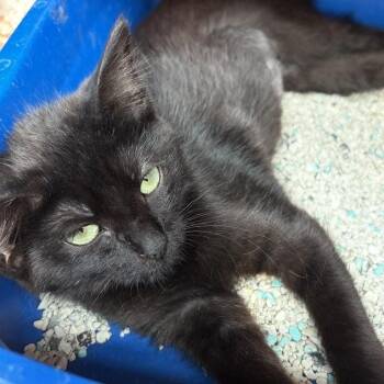Fauna -  Domestic Short Hair Cat for Adoption in New York, New York - Fauna | PetCurious