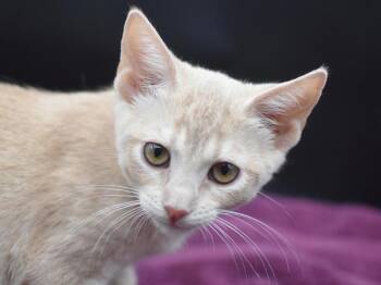 Cobbler -  Domestic Short Hair Cat for Adoption in Portland, Oregon - Cobbler | PetCurious