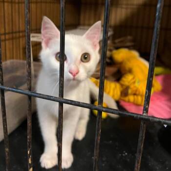 Biscuit -  Domestic Short Hair Cat for Adoption - Biscuit | PetCurious