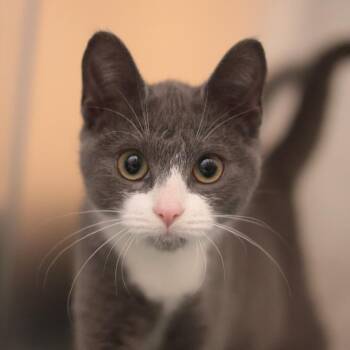 Ghost -  Domestic Short Hair Cat for Adoption in Philadelphia, Pennsylvania - Ghost | PetCurious