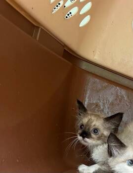 COOKIES -  Domestic Short Hair and Snowshoe Cat for Adoption in Fort Walton Beach, Florida - COOKIES | PetCurious