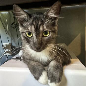 Teak -  Domestic Medium Hair Cat for Adoption in Santa Ana, California - Teak | PetCurious