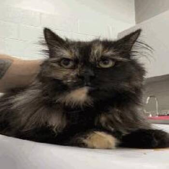 Butternut Squash -  Domestic Long Hair Cat for Adoption in Indianapolis, Indiana - Butternut Squash | PetCurious