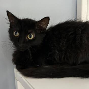 Frizzy -  Domestic Medium Hair Cat for Adoption in Yucaipa, California - Frizzy | PetCurious