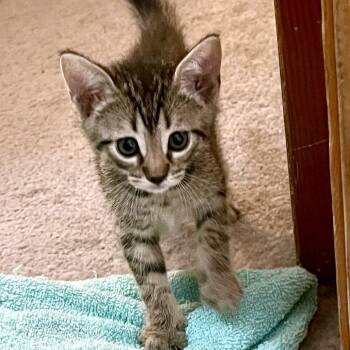 Domestic Short Hair Cats Available for Adoption in Austin, Texas - Kokomo 3 | PetCurious