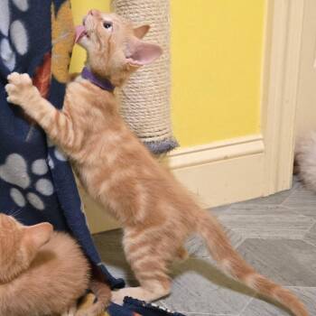 Domestic Short Hair Cats Available for Adoption in Brownsboro, Alabama - Nettle | PetCurious