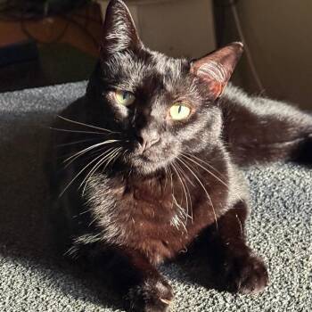 Mister -  Domestic Short Hair Cat for Adoption in Asheville, North Carolina - Mister | PetCurious
