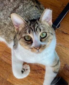 Domestic Short Hair Cats Available for Adoption in Noble, Oklahoma - Carson | PetCurious