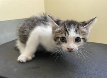 Rescue Domestic Medium Hair Cats for Adoption in Pasadena, California - A525279 | PetCurious