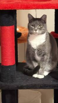 Domestic Short Hair Cats Available for Adoption - Sadie | PetCurious