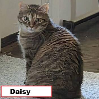 Daisy -  Domestic Short Hair Cat for Adoption in Zimmerman, Minnesota - Daisy | PetCurious