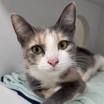 Mia -  Domestic Short Hair Cat for Adoption in Arlington Heights, Illinois - Mia | PetCurious
