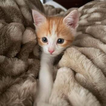 Hamilton -  Domestic Short Hair Cat for Adoption in Newcastle, Oklahoma - Hamilton | PetCurious