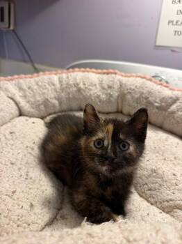 Dory -  Tortoiseshell Cat for Adoption in Belton, Missouri - Dory | PetCurious