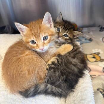 Domestic Medium Hair Cats Available for Adoption in Madisonville, Tennessee - Bramble | PetCurious