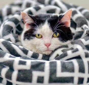 Rescue Domestic Short Hair Cats for Adoption in Chapel Hill, North Carolina - Roseland | PetCurious