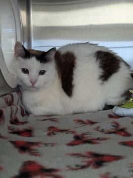 Domestic Short Hair Cats Available for Adoption - Cappuccino | PetCurious