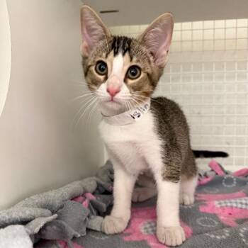 Aslin -  Domestic Short Hair Cat for Adoption in San Antonio, Texas - Aslin | PetCurious