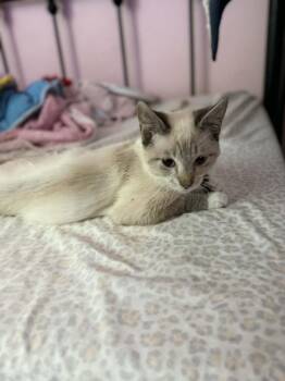 Siamese and Manx Cats Available for Adoption in Deltona, Florida - Bugsy | PetCurious