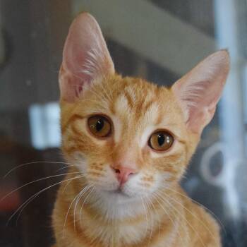 Timber -  Domestic Short Hair Cat for Adoption in Bulverde, Texas - Timber | PetCurious