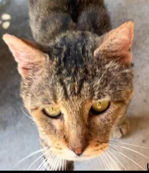 CHEDAR -  Domestic Short Hair Cat for Adoption in Dallas, Texas - CHEDAR | PetCurious
