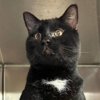 Domestic Short Hair Cats Available for Adoption - (16702) | PetCurious