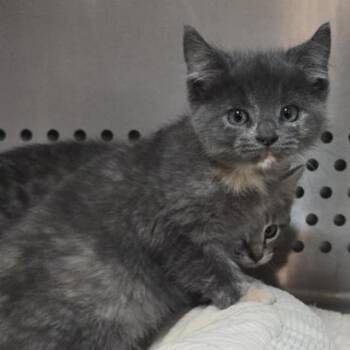 Rescue Domestic Short Hair Cats for Adoption in Orange, Virginia - Rachel | PetCurious