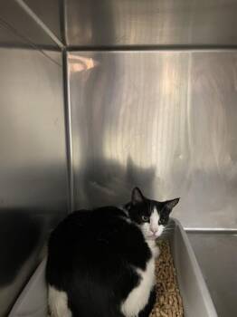 Domestic Medium Hair Cats Available for Adoption in Victorville, California - Cookie | PetCurious