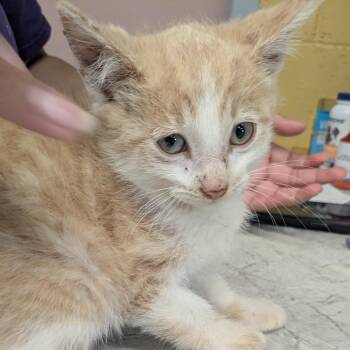 Domestic Short Hair Cats Available for Adoption in Huntsville, Arkansas - Prince Tiny Paws | PetCurious