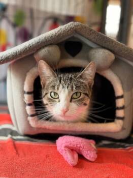 Domestic Short Hair Cats Available for Adoption in Peru, New York - Hopscotch | PetCurious