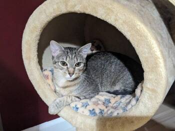 Sydney -  Tabby Cat Available for Adoption in Greensboro, North Carolina - Sydney | PetCurious