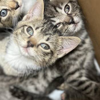 Ming -  Domestic Short Hair Cat for Adoption in Philadelphia, Pennsylvania - Ming | PetCurious