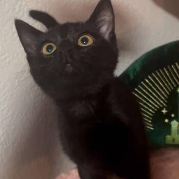 Rescue Domestic Short Hair Cats for Adoption in Warr Acres, Oklahoma - Pearl | PetCurious