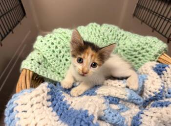 Trixie -  Domestic Short Hair Cat for Adoption in Batesville, Arkansas - Trixie | PetCurious