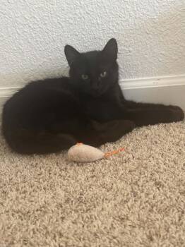 Rocky -  Domestic Medium Hair Cat for Adoption in Tehachapi, California - Rocky | PetCurious