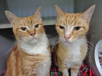 HERBIE & CHARLIE -  Tiger Cat for Adoption in Delhi, New York - HERBIE & CHARLIE | PetCurious