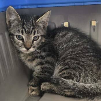 Sylvia -  Domestic Short Hair Cat for Adoption in Reno, Nevada - Sylvia | PetCurious