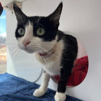 Domestic Short Hair Cats Available for Adoption in Kanab, Utah - Turkey | PetCurious
