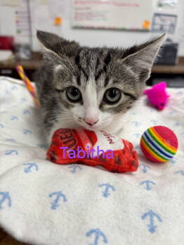Rescue Domestic Medium Hair and Tabby Cats for Adoption in Stockton, California - Tabitha | PetCurious