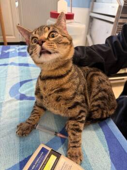 Domestic Short Hair Cats Available for Adoption - Mellow | PetCurious