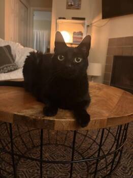 Fiona -  Domestic Short Hair Cat for Adoption in Austin, Texas - Fiona | PetCurious
