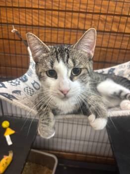 Lulu -  Domestic Short Hair Cat for Adoption in Coldwater, Michigan - Lulu | PetCurious